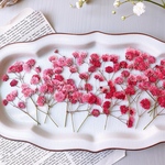 【押し花素材】かすみ草　赤　着色　　pressed flowers