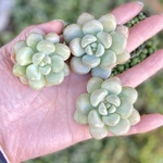 バブルガム　2株セット　エケベリア カット苗　韓国苗　多肉植物