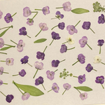 【押し花素材】アリッサム　紫　葉付き＋蕾