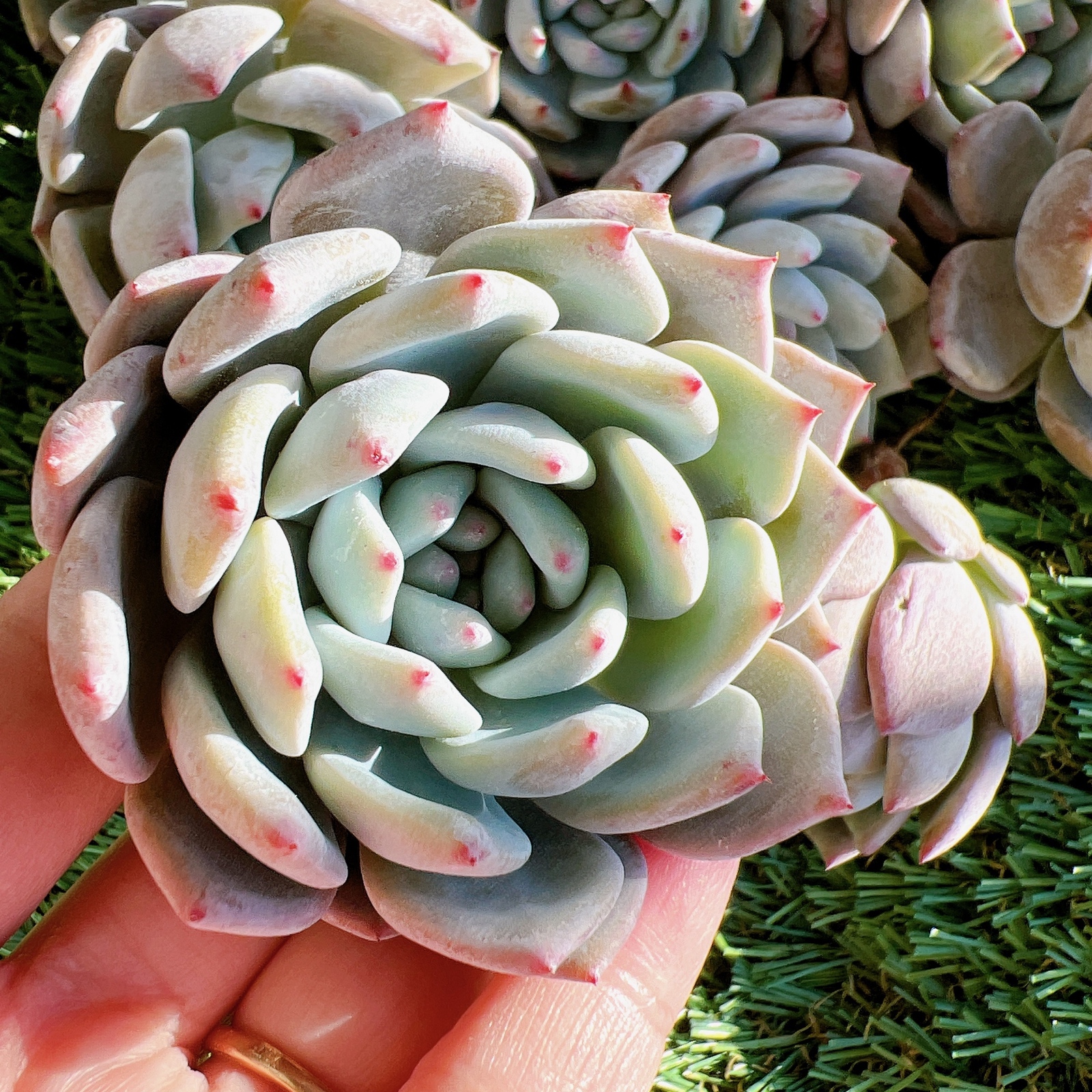 スイートミント 多肉植物 韓国苗 抜き苗 - N_handmade1112 | minne