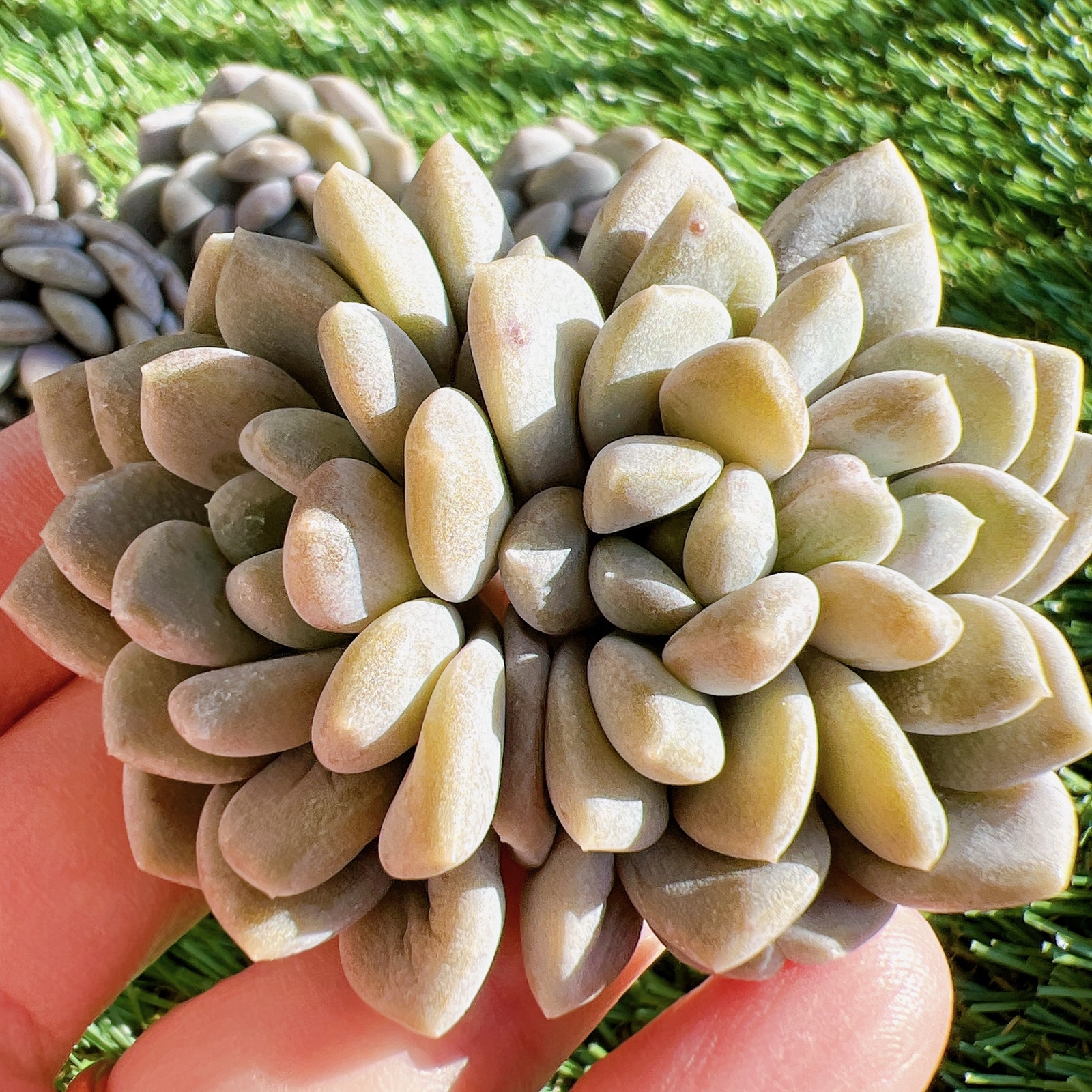 ムーンリー 多肉植物 韓国苗 抜き苗 - N_handmade1112 | minne byGMO 