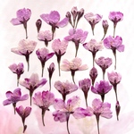 桜の押し花⑤