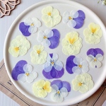 【押し花素材】ビオラ　黄色&紫ミックス　pressed flowers