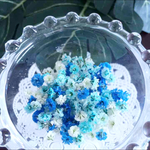 新海色mixかすみ草ドライフラワー
