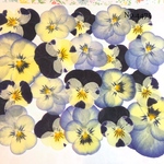 ♡new♡送料無料 ☆ビオラ☆ 押し花セット