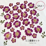 🛍SALE！ミニ薔薇セット  ＊ 押し花