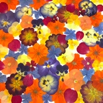 ♡new♡作家様必見♡押し花MIXセット♡押し花セット