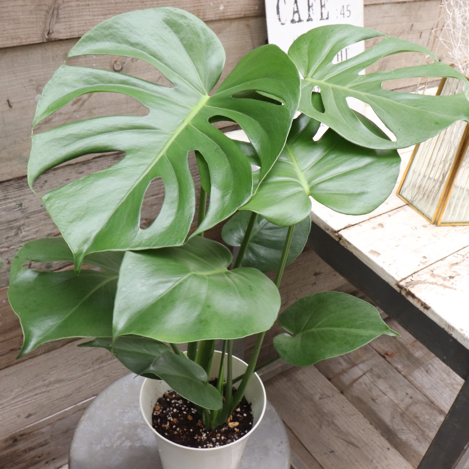 モンステラ♡6号♡観葉植物♡インテリア♡ガーデニング - パリジェンヌ