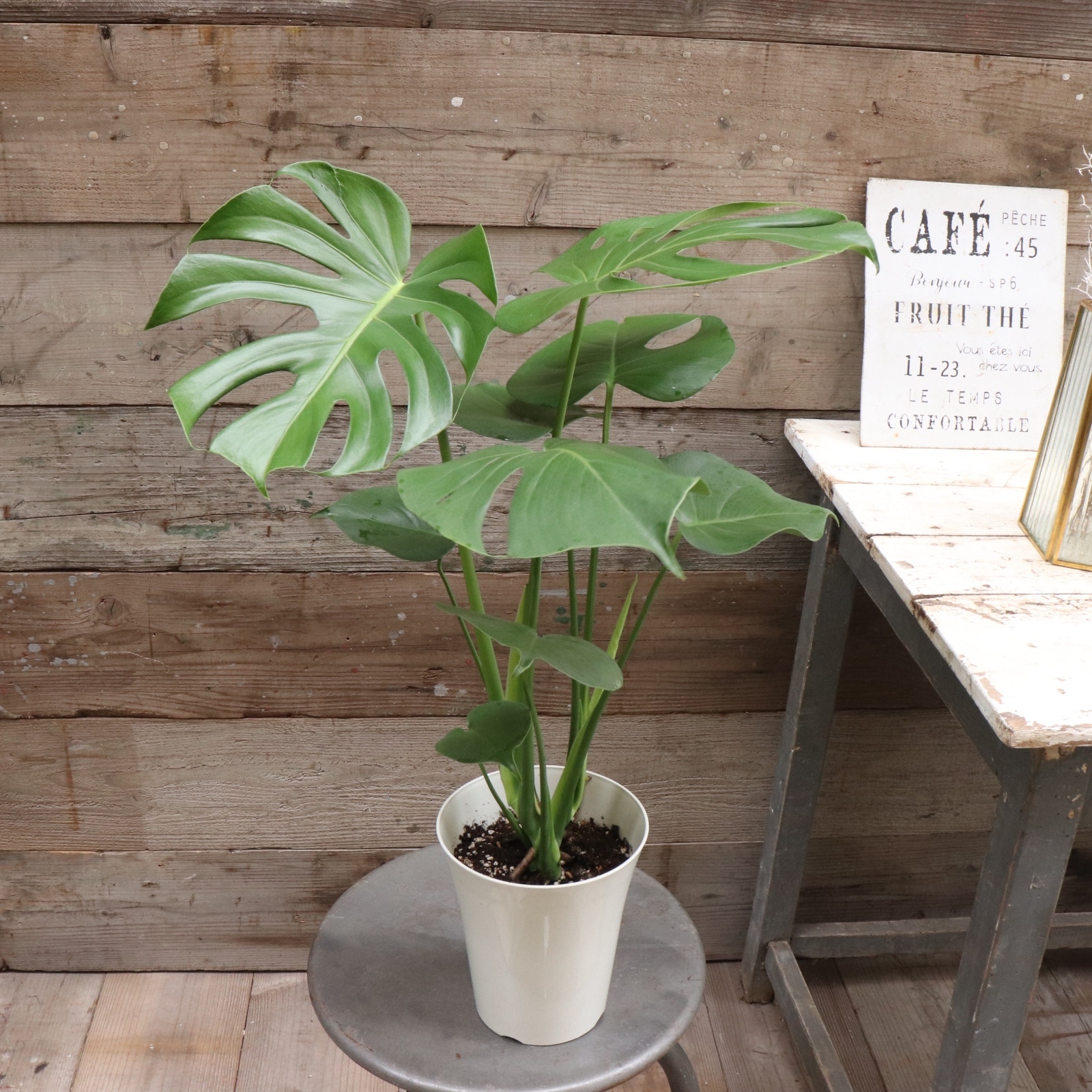 モンステラ♡6号♡観葉植物♡インテリア♡ガーデニング - パリジェンヌ