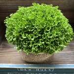 クッションモス♡もののけの森♡観葉植物♡インテリア