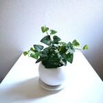 ●数量限定●新作●　”ハートアイビー　マットホワイト・クラフトラウンド鉢/受け皿セット”　観葉植物　ヘデラ　丸鉢　人気　ギフト　プレゼント