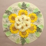 押し花セット⑱組み立てのお花＆ノースポール＆レースフラワー他＞