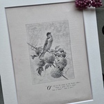  英国買い付け♪ アンティーク プリント 小鳥と枝花 1891年 アーネスト・二スター 絵本の一頁 