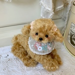  ふわふわ優しい♡トイプードル･｡.:*･