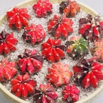 サボテン  ギムノカリキウム ハイブリッド 赤緋牡丹錦 5株入り2-4cm 