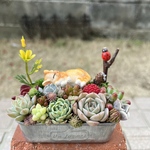★送料無料★♡そのまま飾れる♡お昼寝ネコちゃんの可愛い多肉植物寄せ植え╰(*´︶`*)╯♡