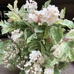 桜でまり♡ピンクの斑入り♡毎年咲きます♡ガーデニング