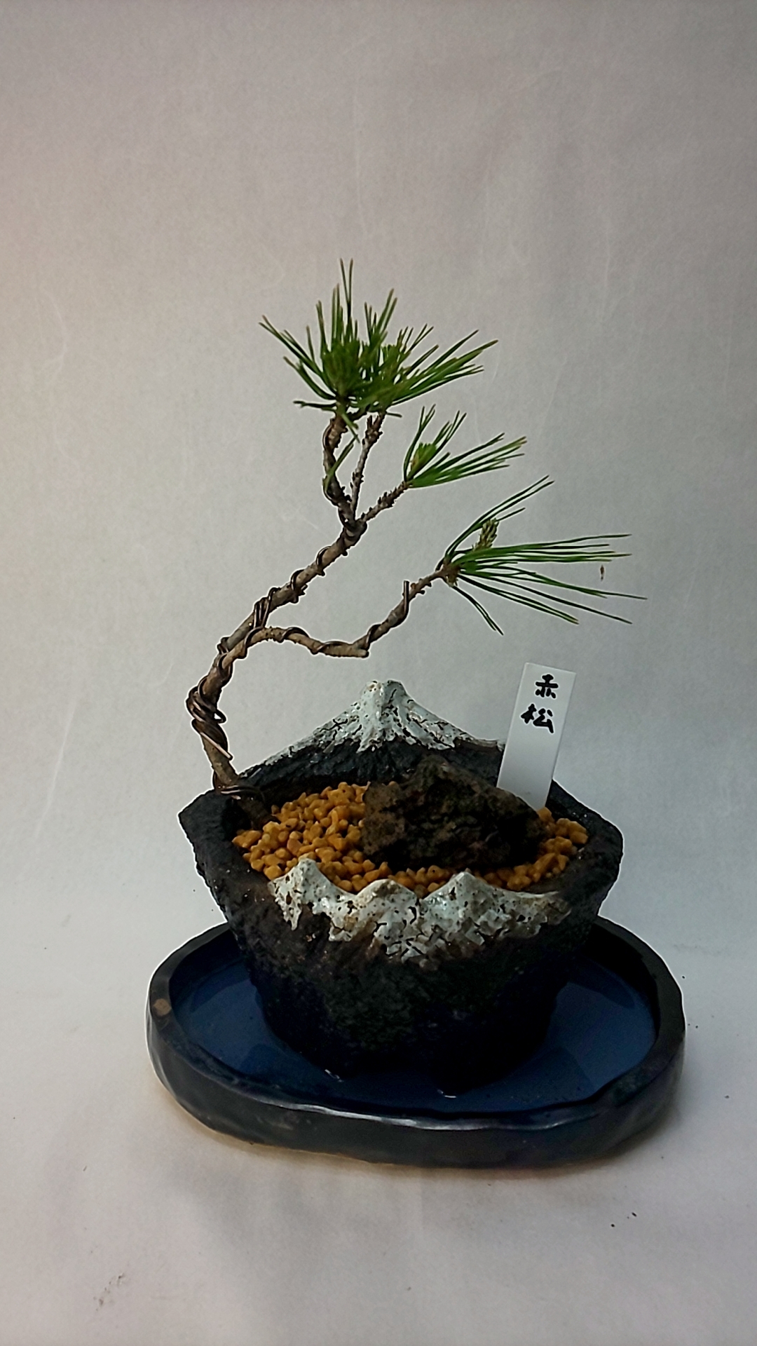 底面吸水鉢 清梅焼 変形鉢 底面吸水鉢 清梅焼（きようめやき） - SURUGABAISEN'S GALLERY