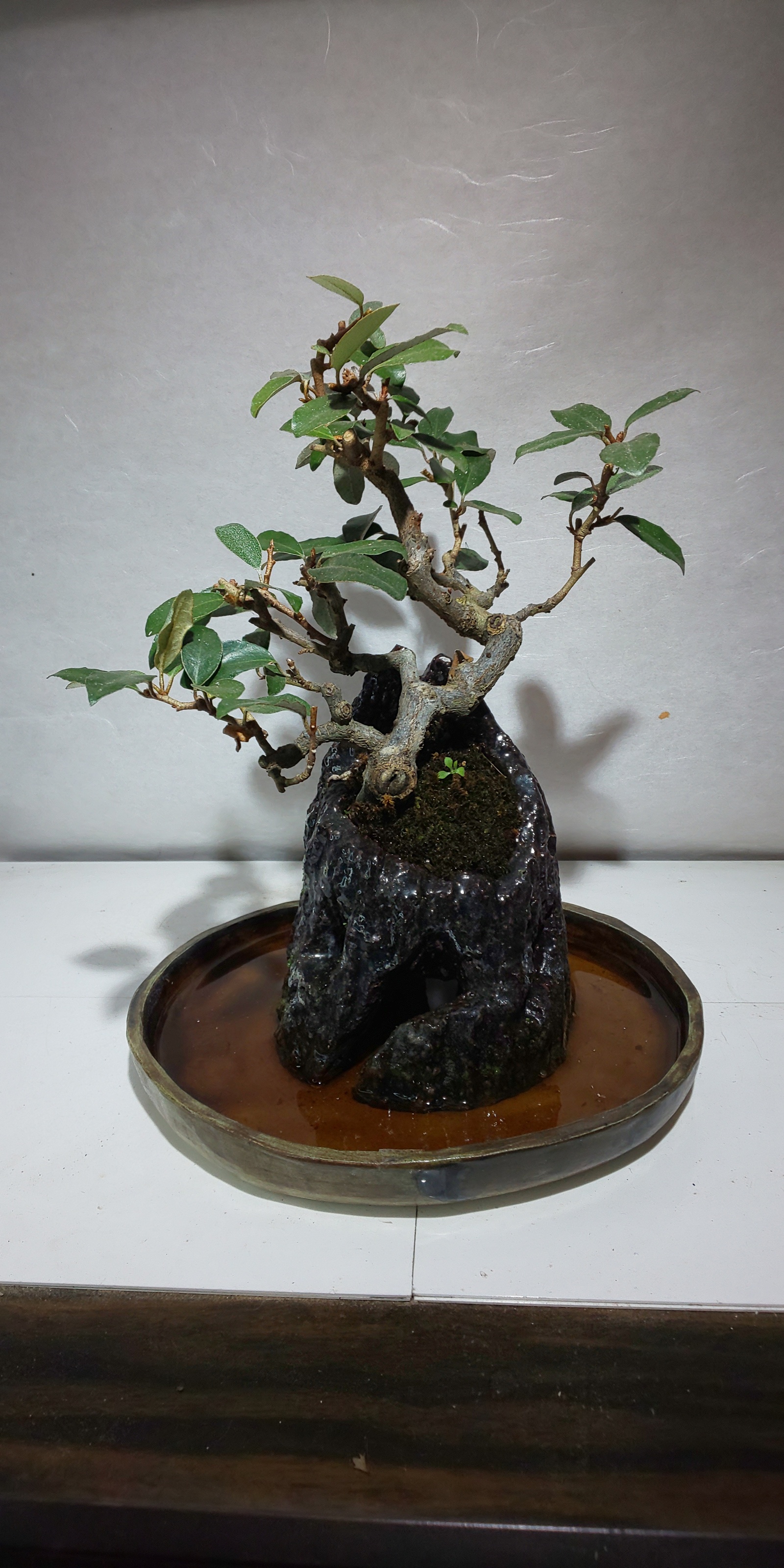 底面吸水鉢 清梅焼（きようめやき） - SURUGABAISEN'S GALLERY