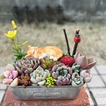 ★送料無料★♡そのまま飾れる♡お昼寝ネコちゃんの可愛い多肉植物寄せ植え╰(*´︶`*)╯♡