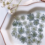★【押し花素材】レースフラワー　着色グレー　pressed flowers