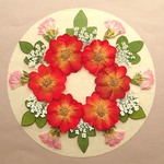 押し花セット⑥＜ミニバラ＆スターチス＆レースフラワー他＞