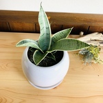 【大人気】サンスベリア　ハニーシルバー　4号　たまご鉢　陶器鉢　受け皿付き　観葉植物　