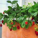 ユジュ様　専用です