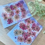 押し花　レースフラワー　いろいろピンク