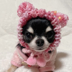 犬 SSサイズ ニット ぽんぽん 帽子 ♡ 猫 ペット かぶりもの 被り物 ピンク 赤 ニット帽 くま クマ