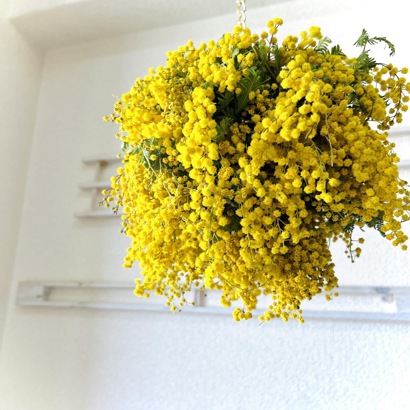 ⭐︎殿堂入り特集掲載⭐︎週間ランキング4位 毎年大好評 他にもミモザ