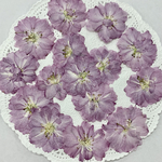  NO.620N 八重桜🌸／押し花素材