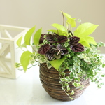 １点もの★まるかごの観葉植物のギャザリングバスケット