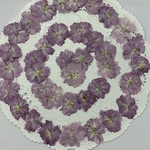NO.784N再販✨ お得品❣️八重桜🌸／押し花素材