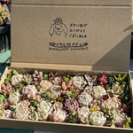 多肉植物　韓国苗たっぷりのカット苗セット　おまかせ詰め合わせ　ネコポス