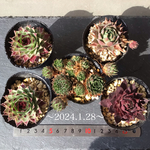 多肉植物　センペルビウム　セット