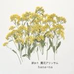 訳あり🌼黄花アリッサム ＊ 押し花