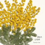 訳あり🎵ミモザ 18本　＊ 押し花
