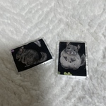 チンチラマグネット小2個セット