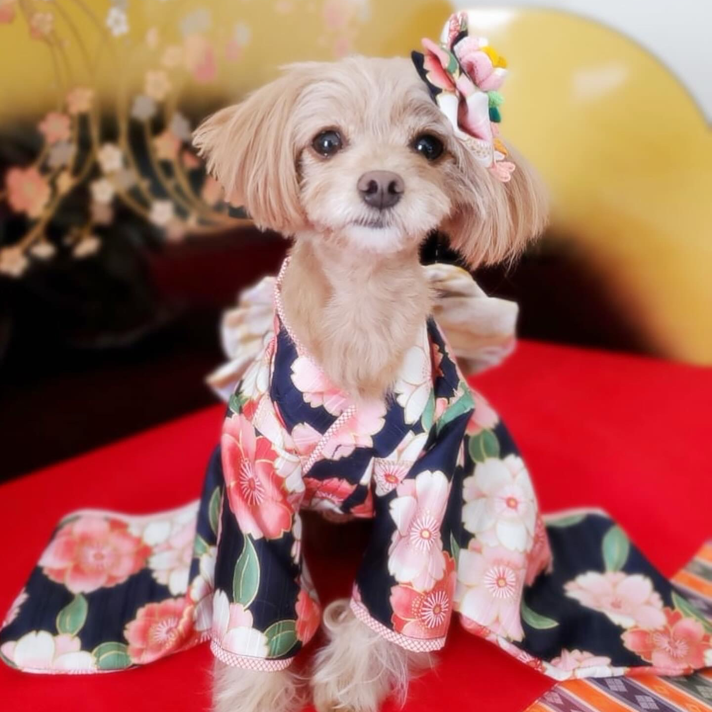 B395.pon2pan2☆オーダー☆犬お着物☆犬お引きずりお着物☆ フルオーダー犬着物♡2wayタイプお引きずりU^ェ^Uお正月桃の節句