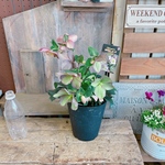 お得！現品SALE♡【クリスマスローズ 氷の薔薇５寸サイズ】素敵な色♡ローズ♡毎年楽しめます♪