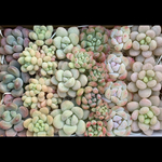 多肉植物　むっちりぷくぷくつぶつぶセット　ロココ　パールビーン　バブルガム　キシリトール　アイスグリーン