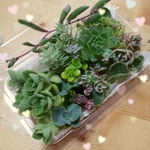 多肉植物  詰め詰めパック
