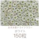 ホワイト かすみ草ドライフラワー 150粒