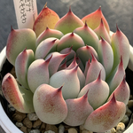 人気レア品種！★リンゼアナ×そわそわ 多肉植物 自家栽培 国産
