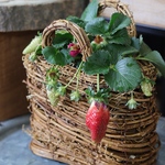 苺籠❤︎ころりん苺のカゴ寄せ植え