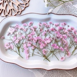 【押し花素材】かすみ草　ピンク　着色　　pressed flowers
