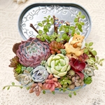 可愛い♡カップケーキベア♪多肉植物寄せ植え　バレンタイン　プレゼント