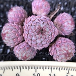 厳選美苗　Echeveria Vincent Catto   多頭　抜き苗　1株