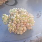 ロココ　手に持っているのが1ヶです＊カット苗・韓国苗・多肉植物